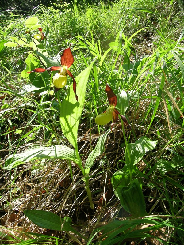 Cypripedium calceolus in Abruzzo